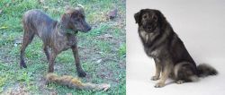 Treeing Cur vs Istrian Sheepdog - Breed Comparison