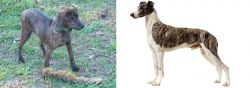 Treeing Cur vs Magyar Agar - Breed Comparison