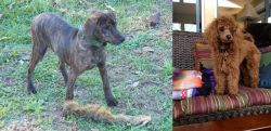 Treeing Cur vs Miniature Poodle - Breed Comparison