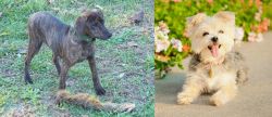 Treeing Cur vs Morkie - Breed Comparison