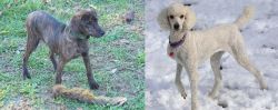 Treeing Cur vs Poodle - Breed Comparison
