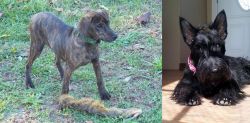 Treeing Cur vs Scottish Terrier - Breed Comparison
