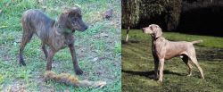 Treeing Cur vs Smooth Haired Weimaraner - Breed Comparison