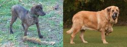 Treeing Cur vs Spanish Mastiff - Breed Comparison
