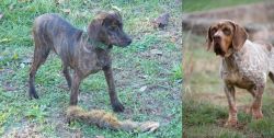 Treeing Cur vs Spanish Pointer - Breed Comparison