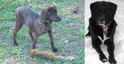 Treeing Cur vs St. John's Water Dog - Breed Comparison