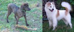 Treeing Cur vs Thai Bangkaew - Breed Comparison