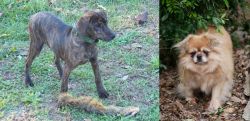 Treeing Cur vs Tibetan Spaniel - Breed Comparison