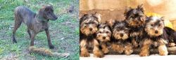 Treeing Cur vs Yorkshire Terrier - Breed Comparison