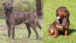 Treeing Tennessee Brindle vs Alpine Dachsbracke - Breed Comparison