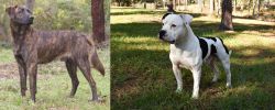 Treeing Tennessee Brindle vs American Bulldog - Breed Comparison