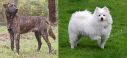 Treeing Tennessee Brindle vs American Eskimo Dog - Breed Comparison