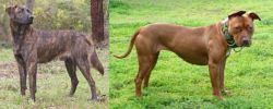 Treeing Tennessee Brindle vs American Pit Bull Terrier - Breed Comparison