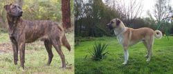 Treeing Tennessee Brindle vs Anatolian Shepherd - Breed Comparison