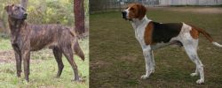 Treeing Tennessee Brindle vs Anglo-Francais de Petite Venerie - Breed Comparison