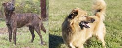 Treeing Tennessee Brindle vs Basque Shepherd - Breed Comparison