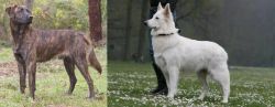 Treeing Tennessee Brindle vs Berger Blanc Suisse - Breed Comparison