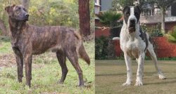 Treeing Tennessee Brindle vs Bully Kutta - Breed Comparison