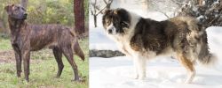 Treeing Tennessee Brindle vs Caucasian Shepherd - Breed Comparison