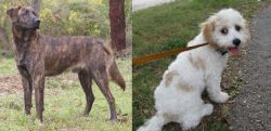 Treeing Tennessee Brindle vs Cavachon - Breed Comparison
