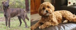 Treeing Tennessee Brindle vs Cavapoo - Breed Comparison