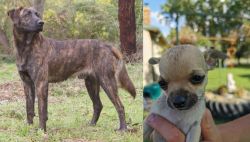 Treeing Tennessee Brindle vs Chihuahua - Breed Comparison