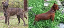 Treeing Tennessee Brindle vs Chinese Chongqing Dog - Breed Comparison