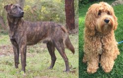 Treeing Tennessee Brindle vs Cockapoo - Breed Comparison