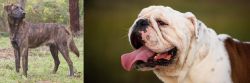 Treeing Tennessee Brindle vs English Bulldog - Breed Comparison