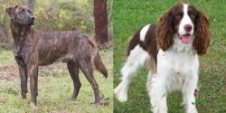 Treeing Tennessee Brindle vs English Springer Spaniel - Breed Comparison