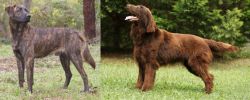 Treeing Tennessee Brindle vs Flat-Coated Retriever - Breed Comparison