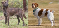 Treeing Tennessee Brindle vs French Brittany - Breed Comparison