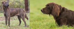 Treeing Tennessee Brindle vs German Longhaired Pointer - Breed Comparison