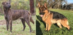 Treeing Tennessee Brindle vs German Shepherd - Breed Comparison