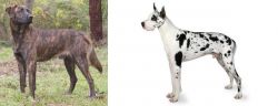 Treeing Tennessee Brindle vs Great Dane - Breed Comparison
