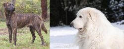 Treeing Tennessee Brindle vs Great Pyrenees - Breed Comparison