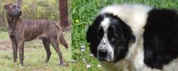 Treeing Tennessee Brindle vs Greek Sheepdog - Breed Comparison