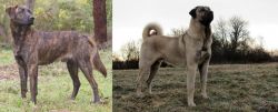 Treeing Tennessee Brindle vs Kangal Dog - Breed Comparison