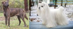 Treeing Tennessee Brindle vs Maltese - Breed Comparison