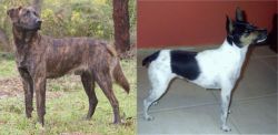 Treeing Tennessee Brindle vs Miniature Fox Terrier - Breed Comparison