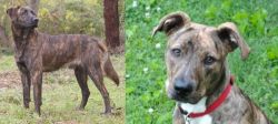 Treeing Tennessee Brindle vs Mountain Cur - Breed Comparison