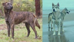 Treeing Tennessee Brindle vs Northern Inuit Dog - Breed Comparison