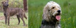 Treeing Tennessee Brindle vs Otterhound - Breed Comparison