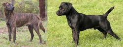 Treeing Tennessee Brindle vs Patterdale Terrier - Breed Comparison