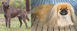 Treeing Tennessee Brindle vs Pekingese - Breed Comparison