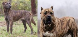 Treeing Tennessee Brindle vs Perro de Presa Canario - Breed Comparison