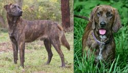 Treeing Tennessee Brindle vs Plott Hound - Breed Comparison
