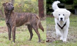 Treeing Tennessee Brindle vs Polish Tatra Sheepdog - Breed Comparison