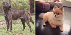Treeing Tennessee Brindle vs Pomeranian - Breed Comparison