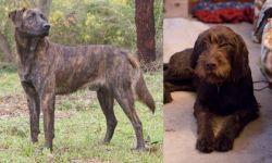Treeing Tennessee Brindle vs Pudelpointer - Breed Comparison